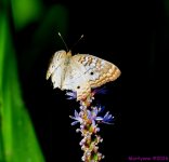 DSC_9671_001.JPG