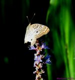 DSC_9676_001.JPG