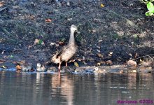 DSC_9595_001.JPG