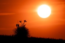 YucaSunrise-692.jpg