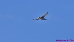 DSC_9700_001.JPG