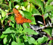 DSC_9739_001.JPG