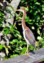 DSC_9732_001.JPG