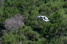 D50_6524.jpg
