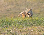 Coyote-693.jpg