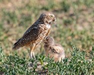 BurrowingOwlGrasshopper-692.jpg