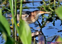 DSC_9780_001.JPG