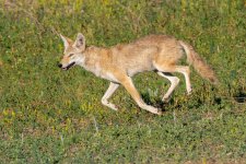 Coyote-696.jpg