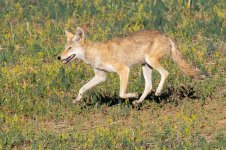 Coyote-698.jpg