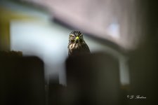 DSC_5485-topaz-rawdenoise-2.jpg