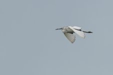 D50_6356.jpg