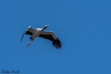 D50_6565.jpg