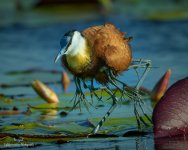 African Jacana LFP4927.jpg