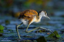 African Jacana LFP2327.jpg