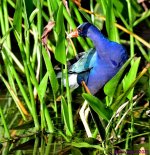DSC_9831_001.JPG