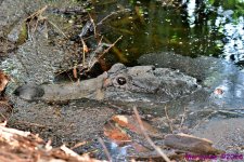 DSC_9839_001.JPG