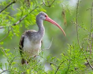 WhiteIbis-696.jpg
