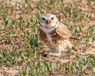 BurrowingOwlBugCatch-697.jpg