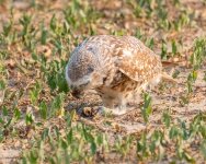 BurrowingOwlBugCatch-698.jpg