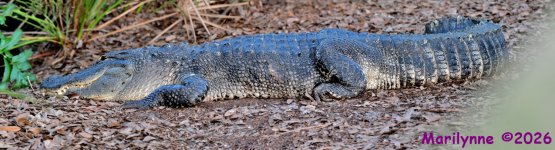 DSC_9945_stitch3_001.JPG