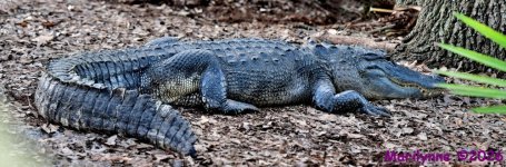 DSC_9951_stitch_001.JPG
