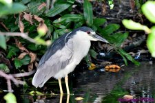 DSC_9989_001.JPG