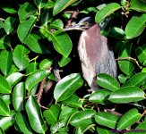 DSC_0047_001.JPG