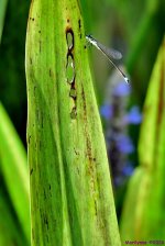 DSC_0087_001.JPG