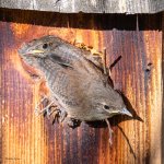 HouseWrenFledge-696.jpg