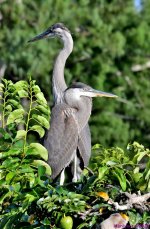 DSC_0240_001.JPG