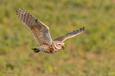 BurrowingOwlFlight-704.jpg