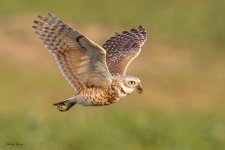 BurrowingOwlFlight-705.jpg
