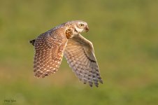 BurrowingOwlFlight-706.jpg