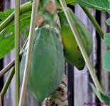 DSC_0245_001.JPG