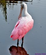 DSC_0257_001.JPG