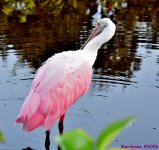 DSC_0259_001.JPG