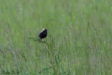 D50_4596.jpg
