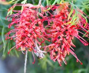 DSC_2864.JPG