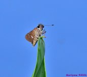DSC_0285_001.JPG