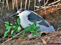 DSC_0312_001.JPG