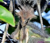 DSC_0350_001.JPG