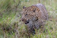 _DSC1189_leopard_bp.JPG