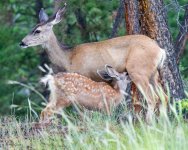 FawnNursing-704.jpg