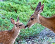 DeerFawn-704.jpg