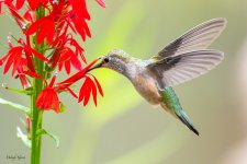 Hummer-705.jpg