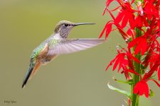 Hummer-704.jpg