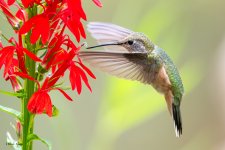 Hummer-706.jpg