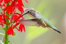 Hummer-707.jpg