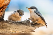 PygmyNuthatches-696.jpg
