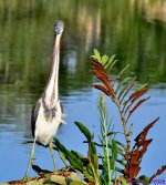 DSC_0385_001.JPG